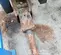 2021 Tamco Tools TNB-4MSSL Attachment
