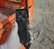 2019 Snorkel S3219E Scissor Lift