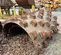 2015 BOMAG B-5 Drum Roller
