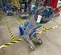2022 Blastrac 1-8DM-110V Stripper