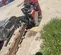 2019 Toro TRX26 Trencher